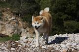 AKITA INU 273